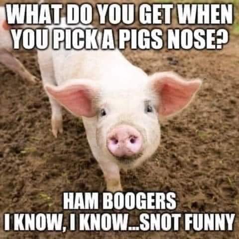 Snort snort!